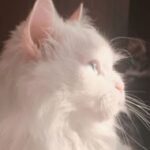 Foto del profilo di weseci